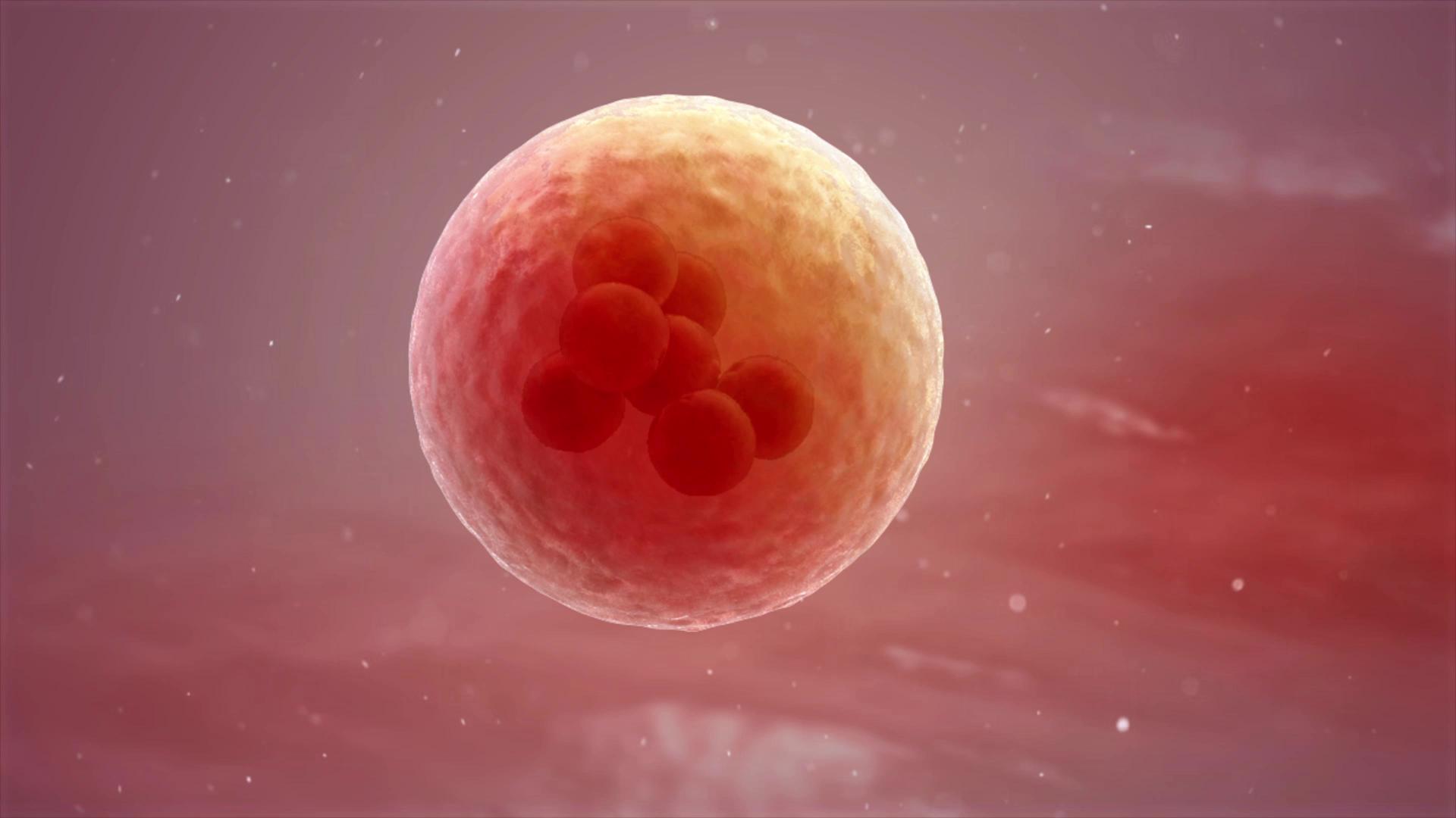 《新生》——记录广西史上最大规模的胚胎搬运行动